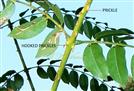  Rachis - Prickly